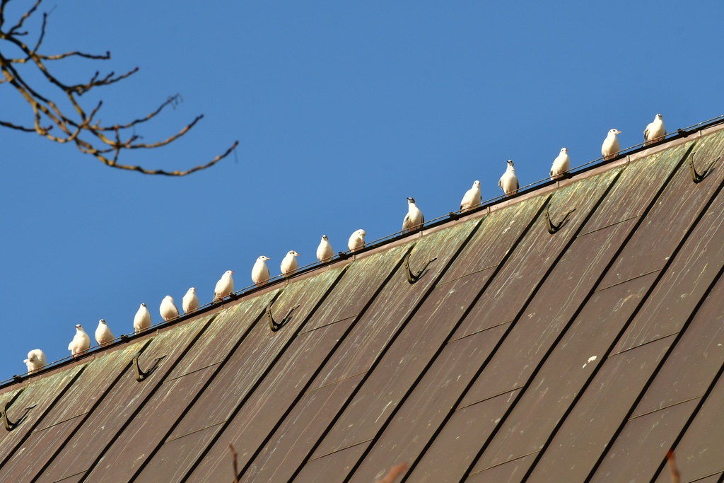 2026-01-08 Brandenburg an der Havel/Stadt/DSC_2337.JPG